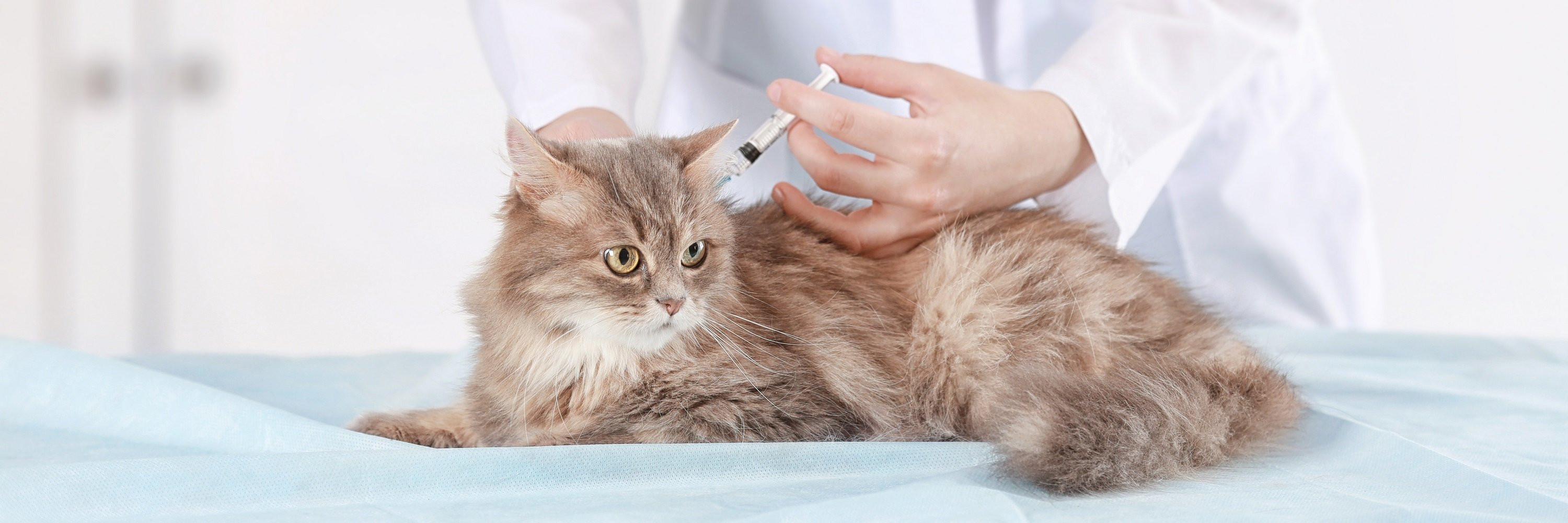 Сколько стоит прививка от бешенства кошке в ростове
